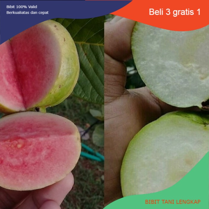 Bibit Tanaman Jambu Kristal Merah dan Putih