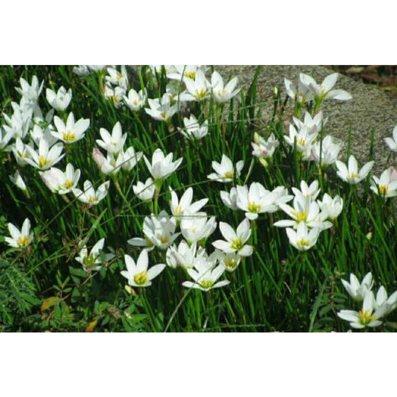 TANAMAN LILY BUNGA KUCAI TULIP