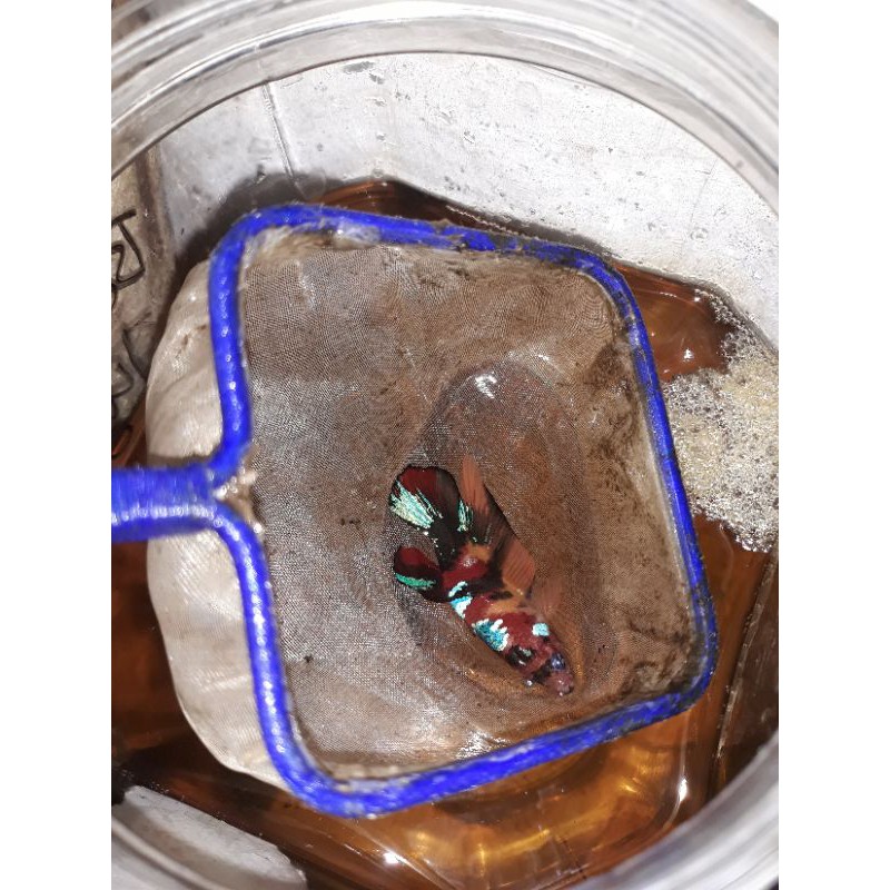 ikan cupang lelang 14 ekor