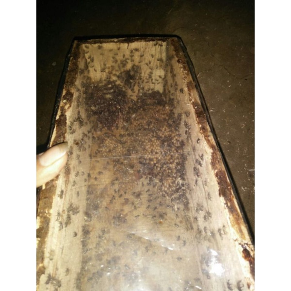 Bibit lebah trigona, lebah klanceng kualitas Super