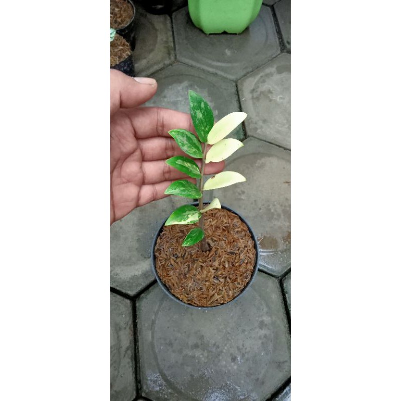 Zamia Culcas Varigata