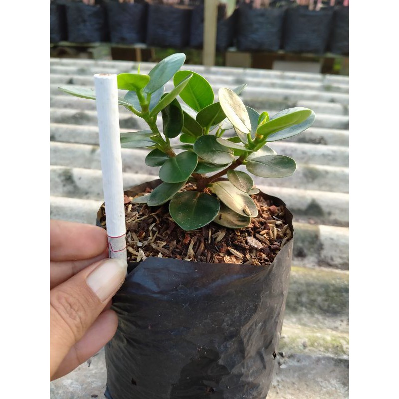 beringin mangkok mikro