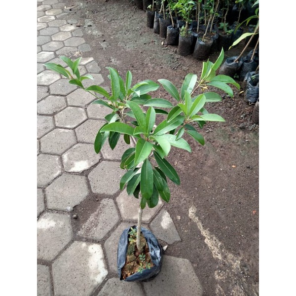 bibit sawo jumbo/sawo Manila