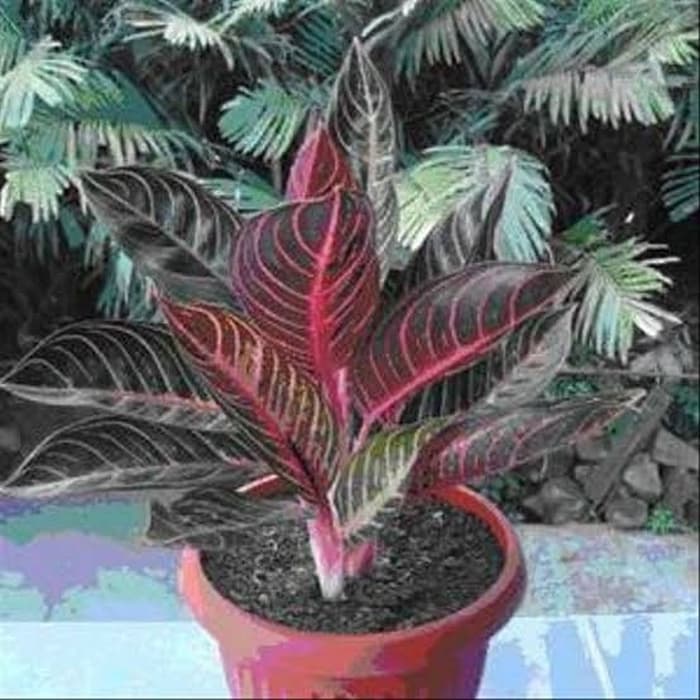 Tanaman Hias Aglonema Red Sumatera - Aglaonema Red Sumatera