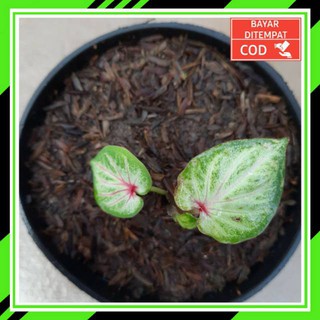 Cod Tears Of The Sun Caladium Remaja Keladi Tears Of The Sun Murah Bibit Keladi Murah Shopee Indonesia