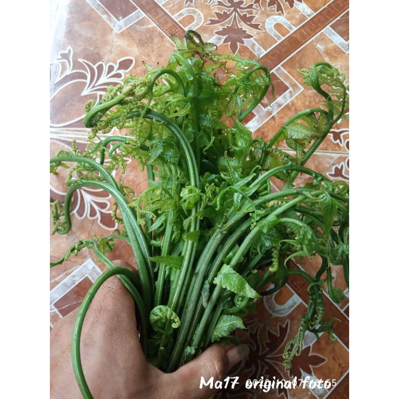 

pakis sayur segar 500gr