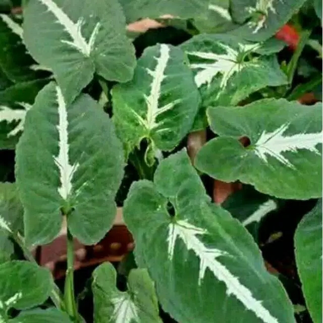syngonium tikus keladi welandri keladi tikus