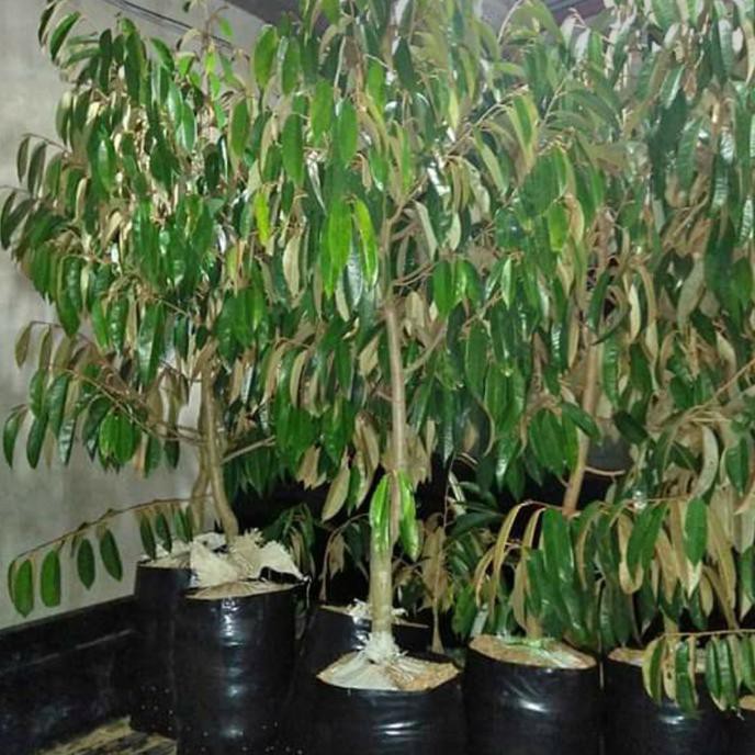 Bibit Durian Montong Bawor Batang Besar