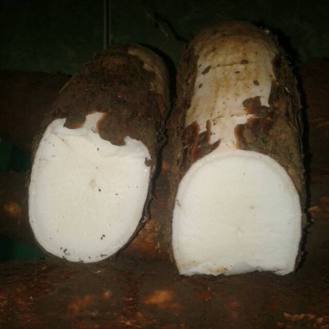 

Singkong mentah asli sukabumi netto :1kg