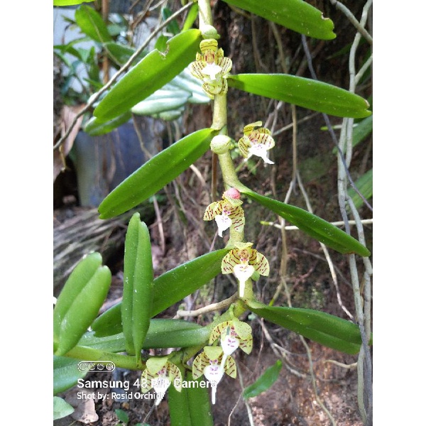 Anggrek hutan Trichoglottis Geminata murah