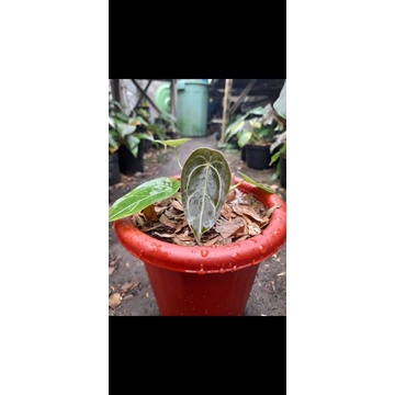 anthurium Forgetii ori