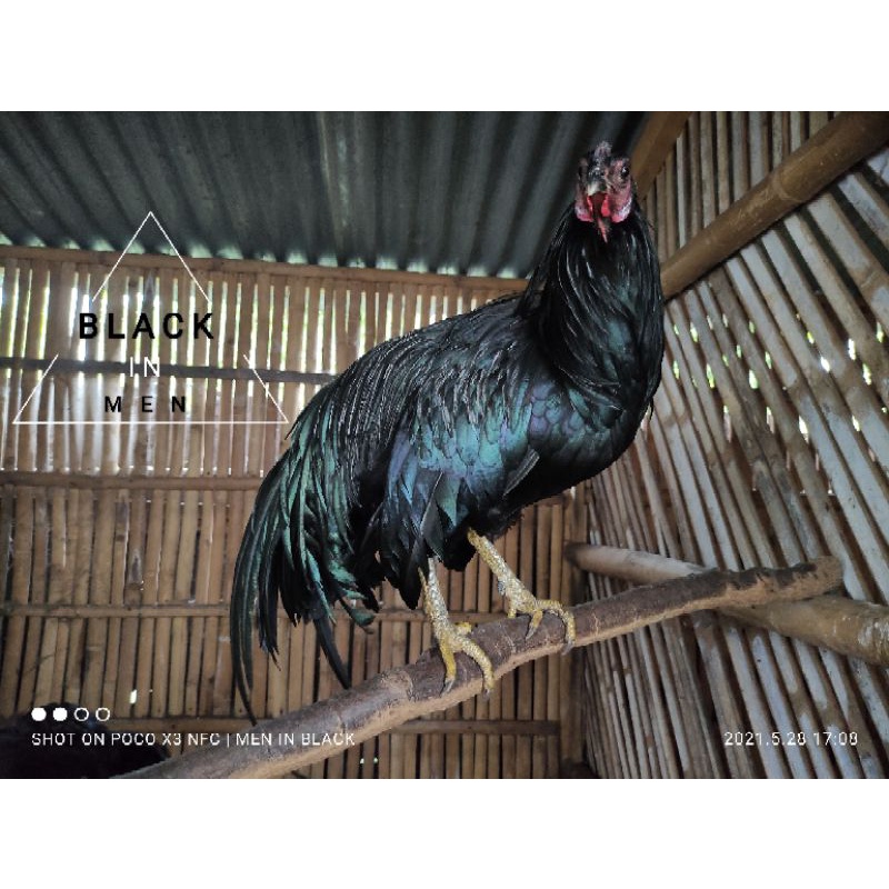 Telur Ayam Hias/Aduan Black Sumatra