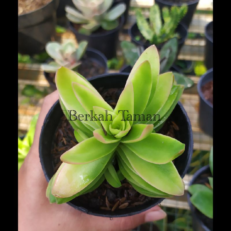 tanaman hias kaktus mini sekulen/pohon hias kaktus mimi/kaktus sekulen