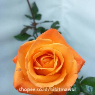 Bibit Mawar Holland Oranye Voodoo Shopee Indonesia Bibit Mawar Holland Oranye Voodoo Shopee Indonesia