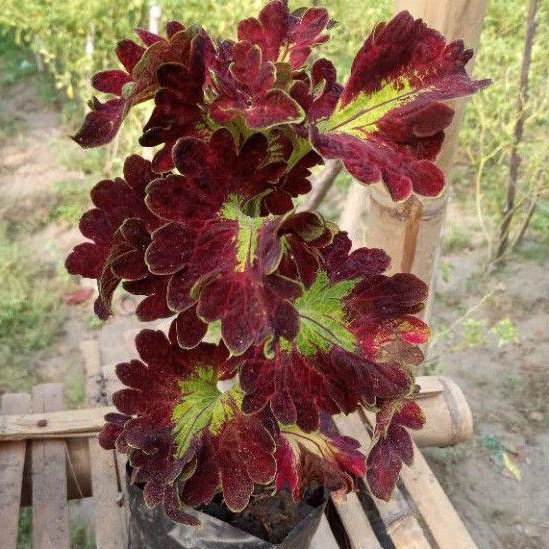 miana suprem id ratu