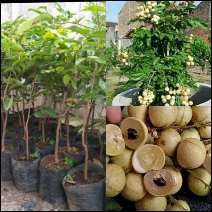 Bibit Tanaman Kelengkeng Matalada Pohon Kelengkeng Matalada Okulasi