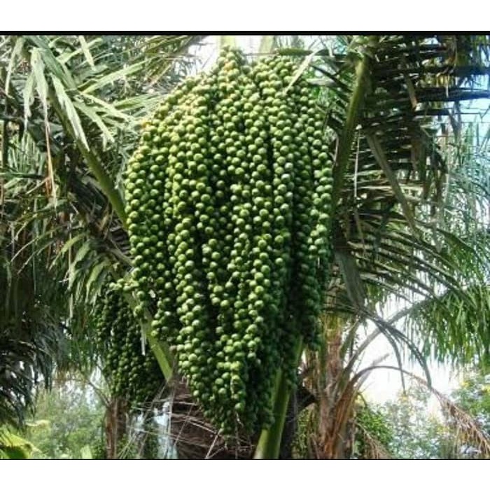 

Akar aren / Kawung 500gr