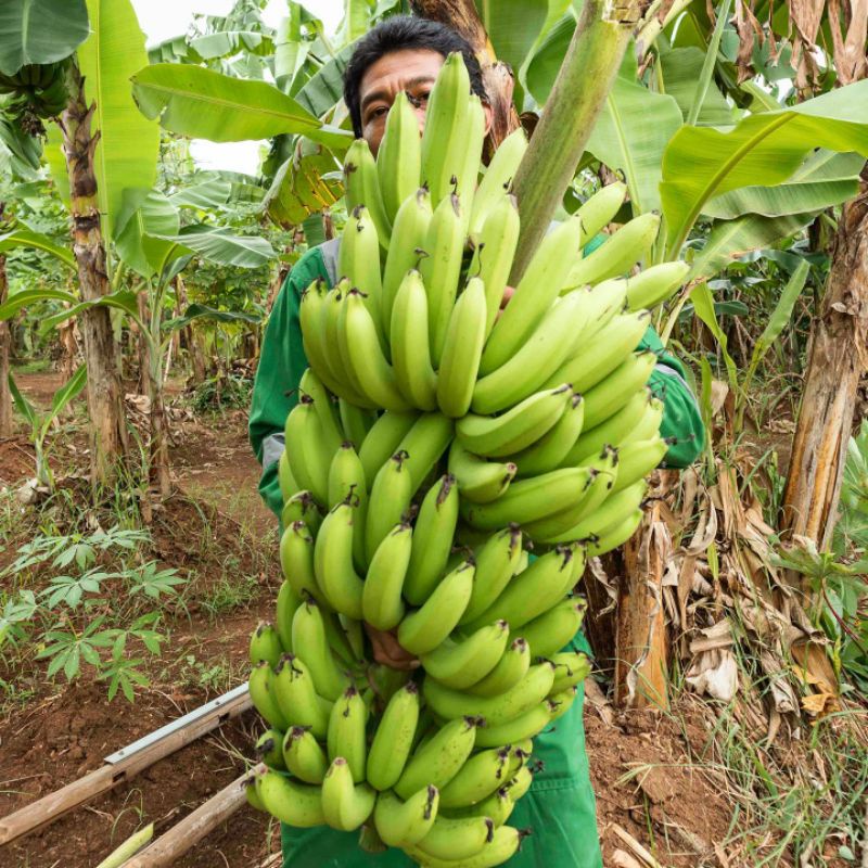 bibit pisang ambon terlaris