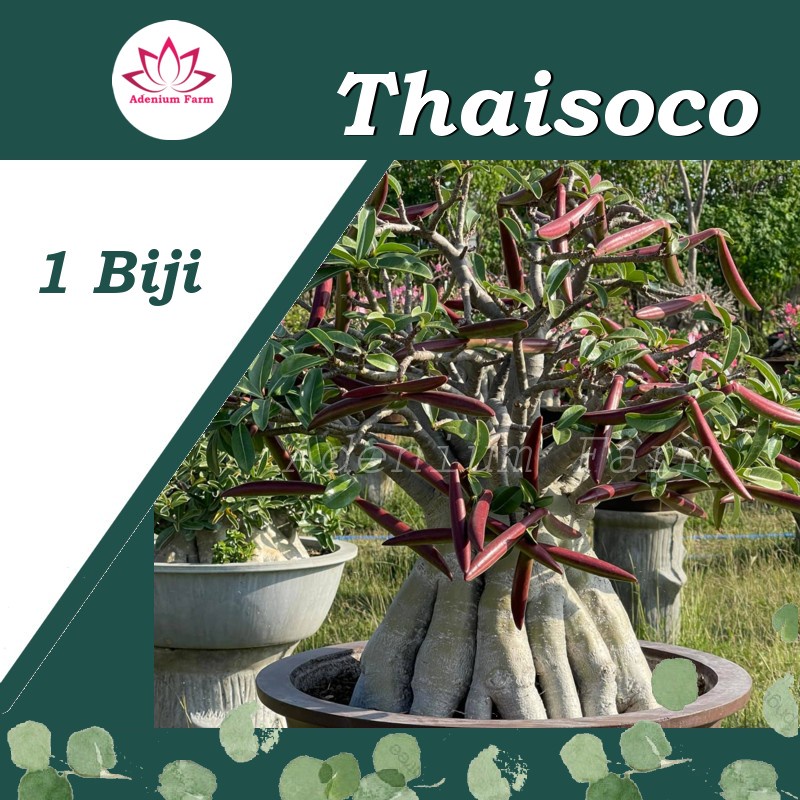 Benih Biji Bibit Adenium THAISOCO