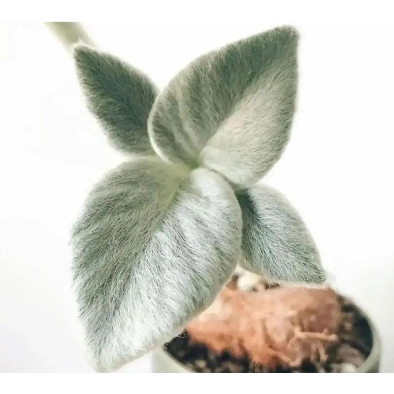 bunga hias putri salju