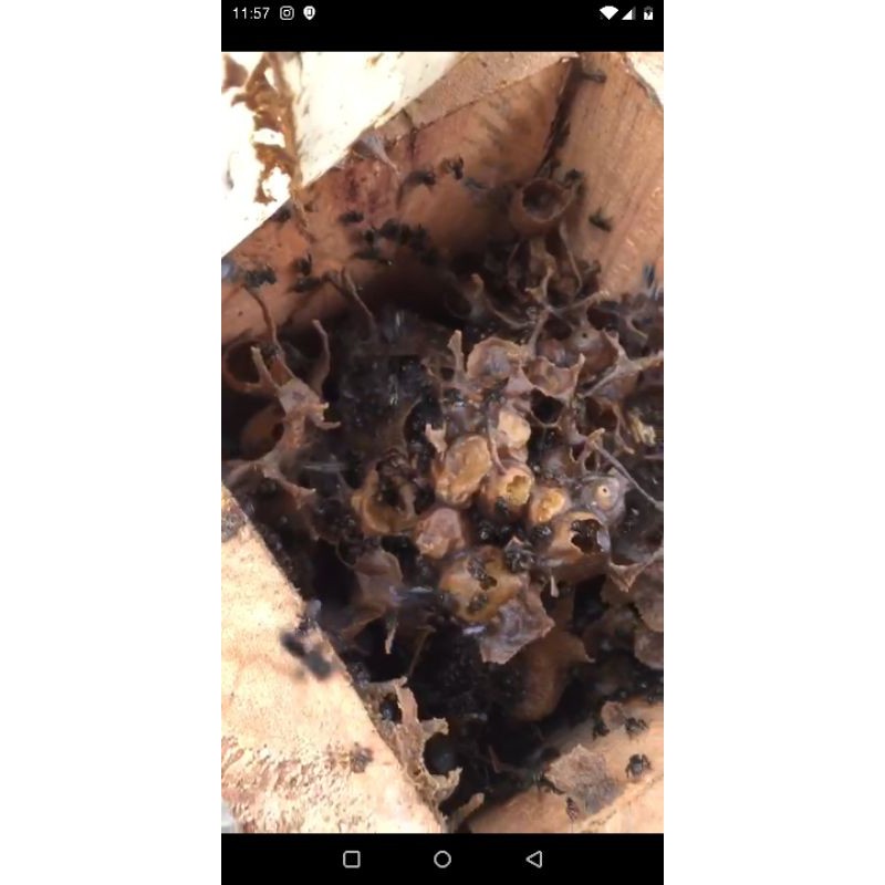 Stup Topping Lebah Heterotrigona Itama