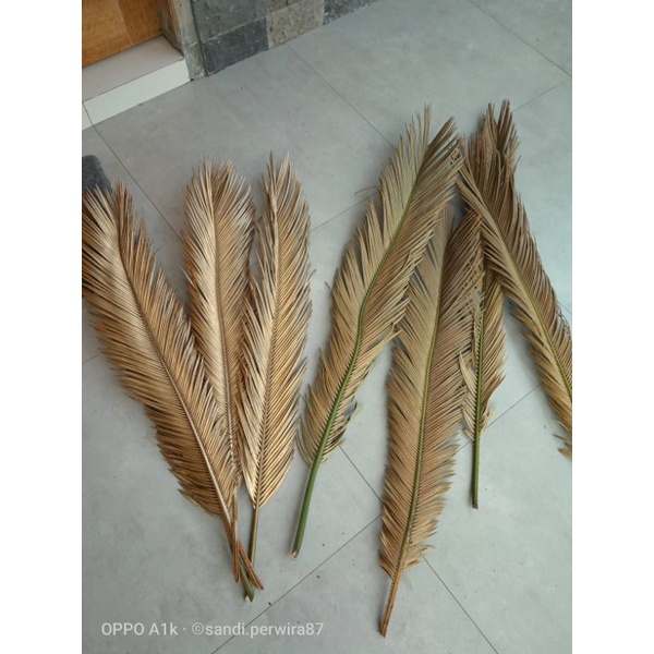 daun sikas kering natural