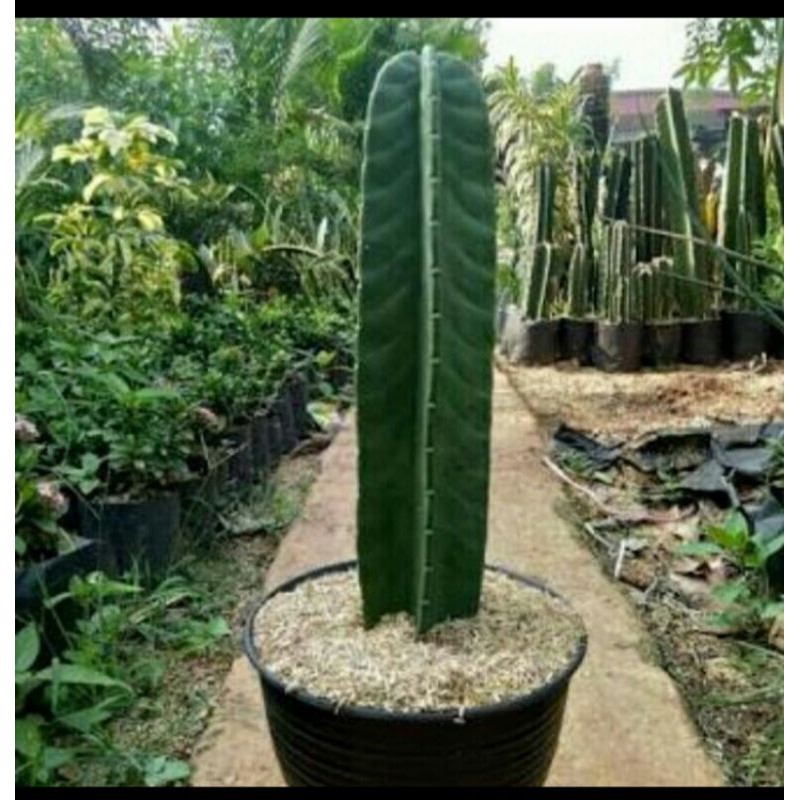 tanaman hias kaktus koboi//kaktus koboi//berduri