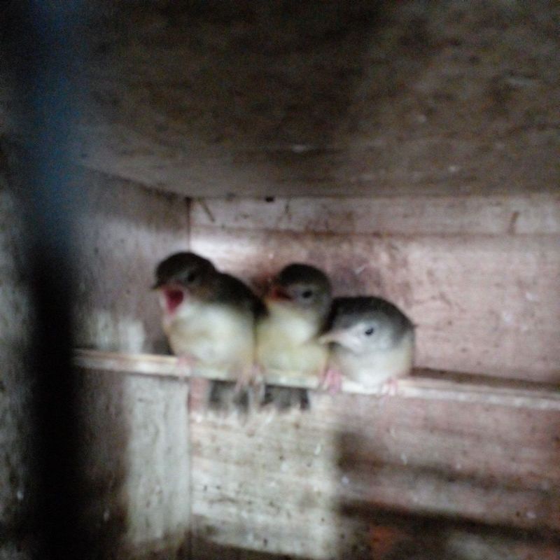 burung cigun anak mandiri pilihan jantan