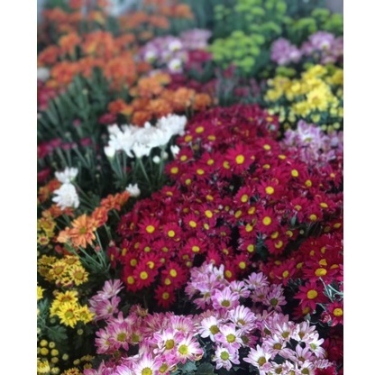 Tanaman Hias Bunga Hidup Krisan Aster (Beli 4 Gratis 1)Jumbo Rimbun Kuncup Pompom Berkwalitas dan Bi