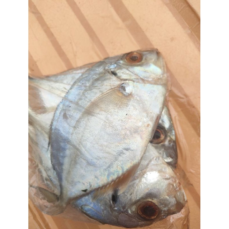

IKAN KUWE - 500gr