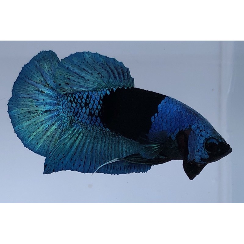 Hiasan aquarium betta fish cupang Bbl line avatar