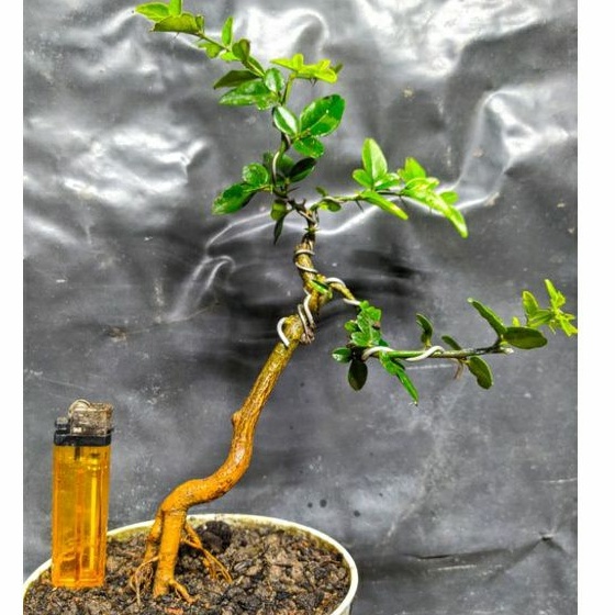 bahan bonsai jeruk kingkit mame batang karakter cakep realpic