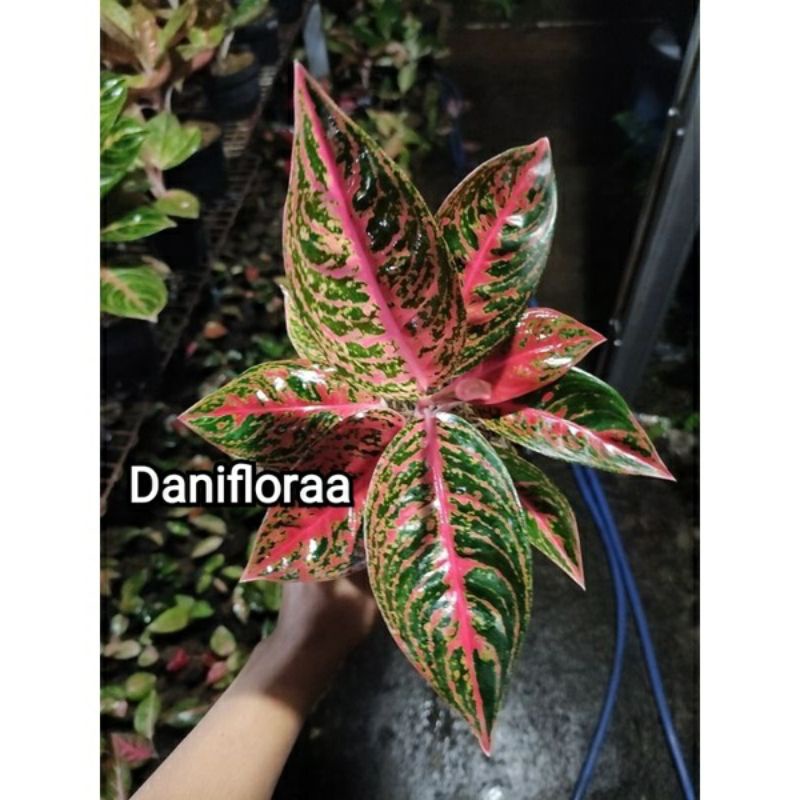 Aglonema anakan reanita