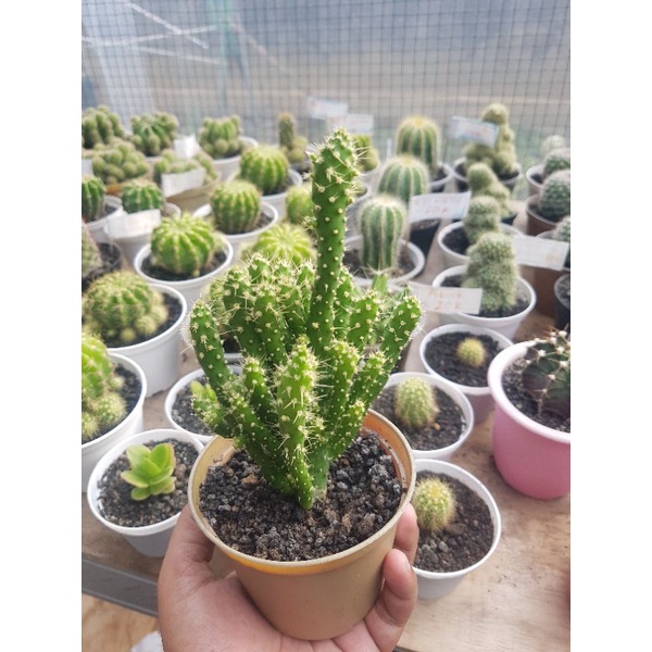 kaktus ownroot