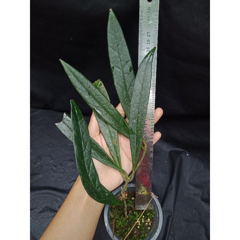 hoya sulawesiana