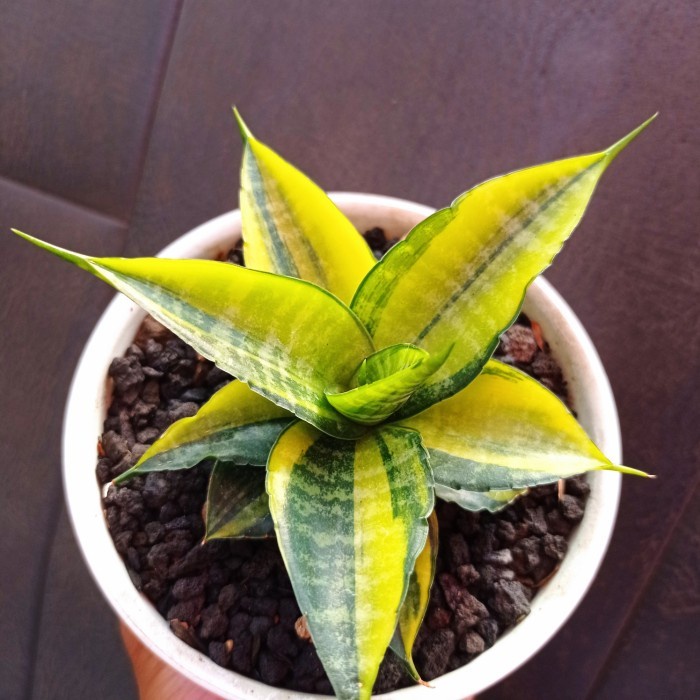 sansevieria cordova yellow variegata KAKTUS SUKULEN | TANAMAN HIAS