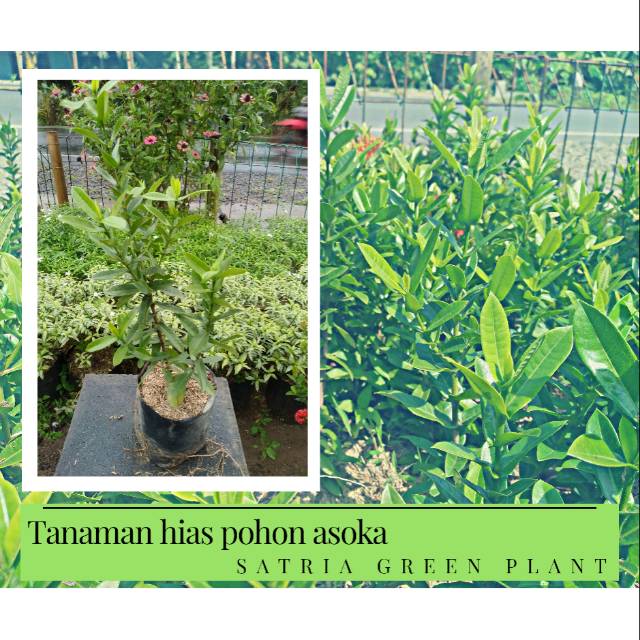 Tanaman hias asoka jepang kuning