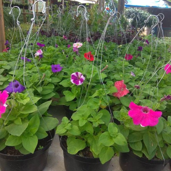 Tanaman Petunia Bunga Merah, Biru, Pink, dan Ungu - Tanaman Hias Bunga Trompet