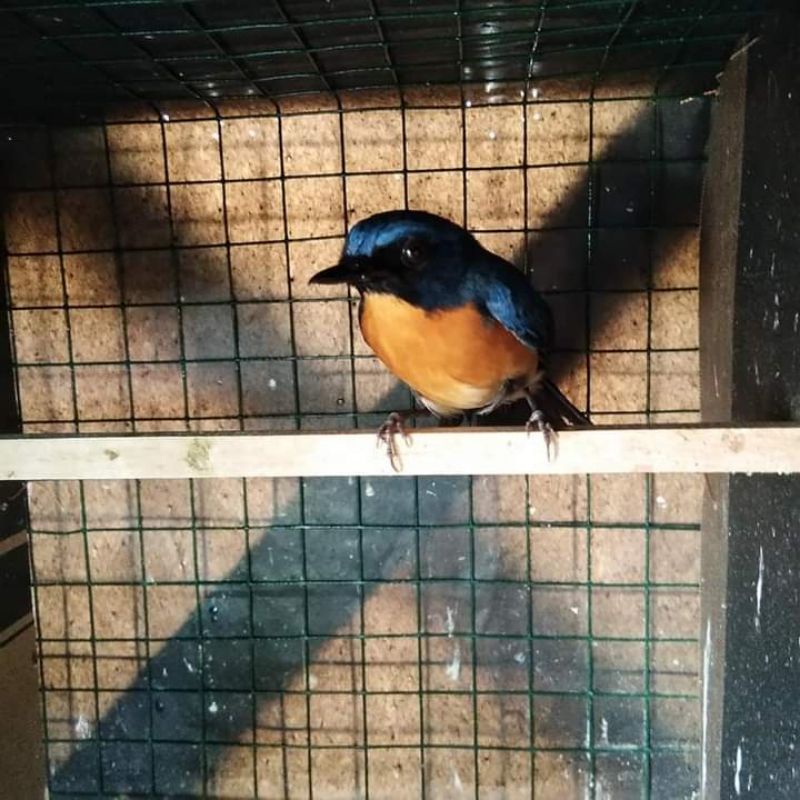 BURUNG TLEDEKAN GUNUNG BAHAN RAWATAN