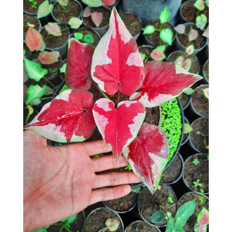 keladi dwi warna asli bonggol // caladium thailand murah Gardenfarm bibit siap tanam