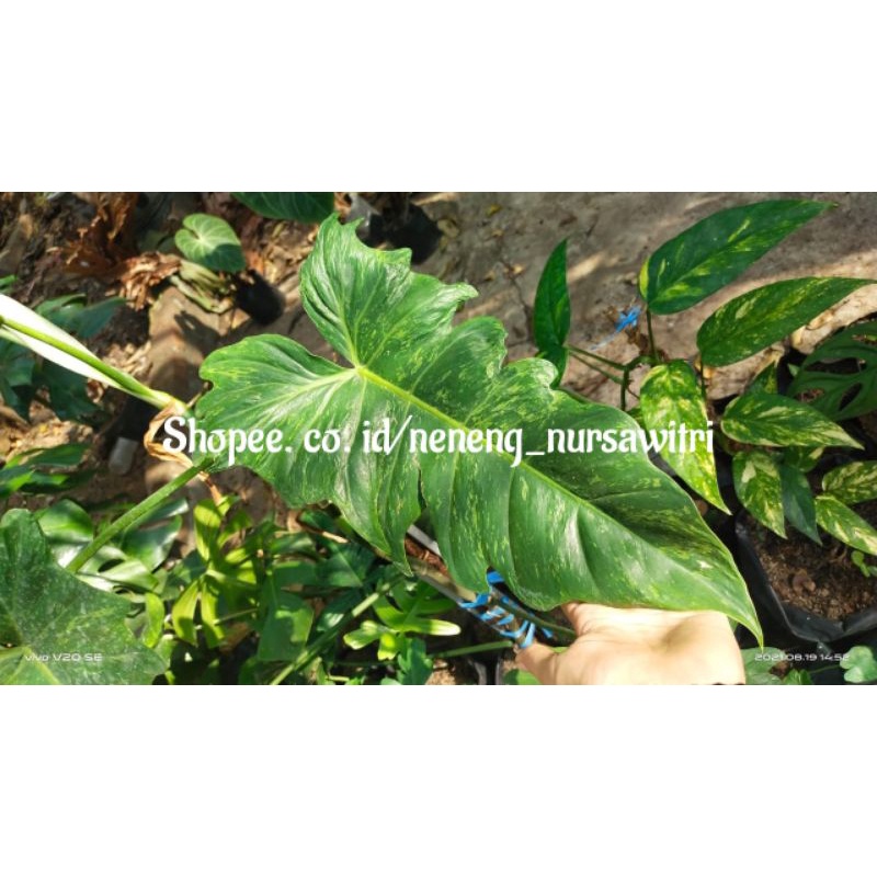 philo dragon variegata cuttingan 1 daun fresh