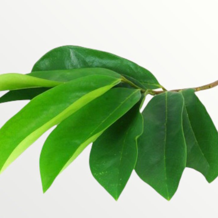 

daun sirsak segar (250gram)