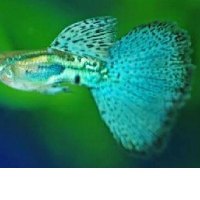 

Kekinian Ikan Guppy Blue Grassmasih..
