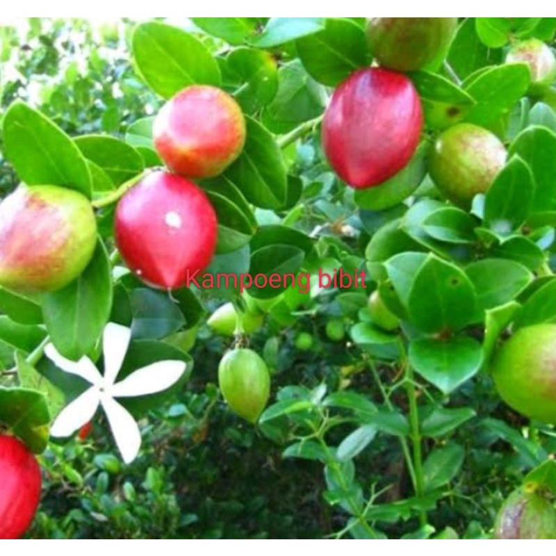 Bibit tanaman buah natal cangkok