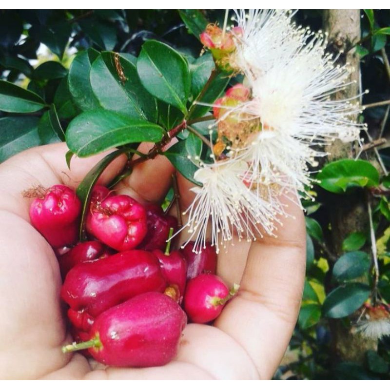 tanaman buah jambu air mini Lily pily