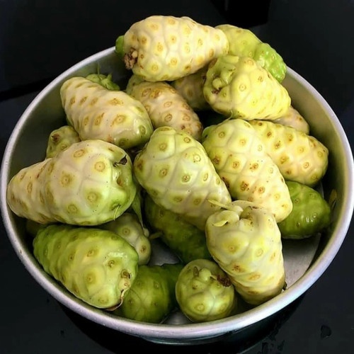 Buah Mengkudu Segar 500 Gram (pace / noni / Morinda citrifolia) - PESAN BARU PETIK