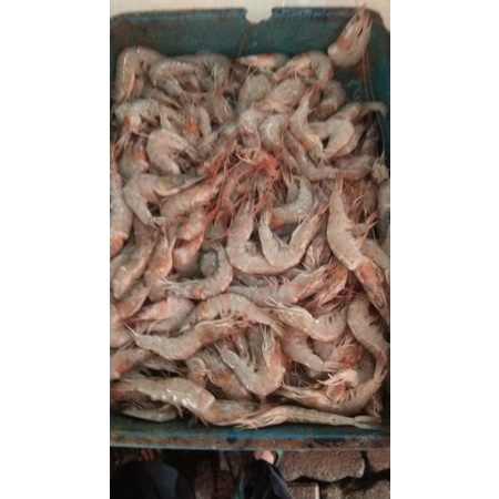 

udang || ikan basah || seafoood
