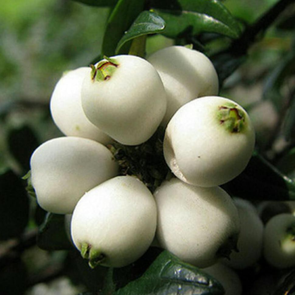 BKK H2O BIBIT TANAMAN BUAH JAMBU NASI 50 CM #_# O0#