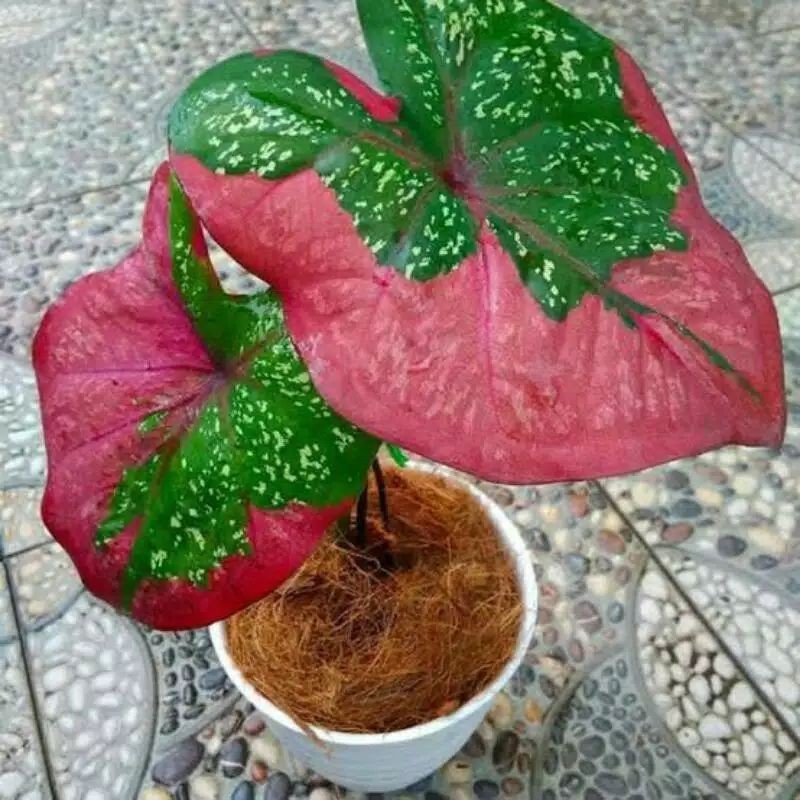 PROMO Bonggol keladi Baret Merah