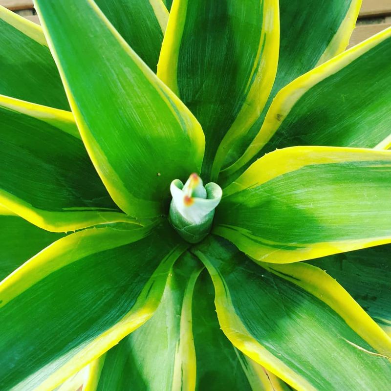 Bibit tanaman agave mahkota variegata (Agave desmettiana)